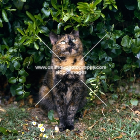 tortoiseshell non pedigree cat sitting by bush looking prim