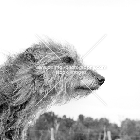 deerhound, portrait in profile