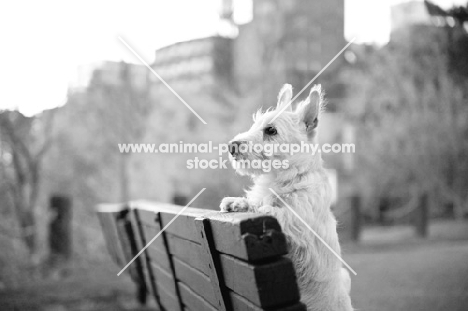 wheaten Scottish Terrier puppy with paws up on bench in city park.