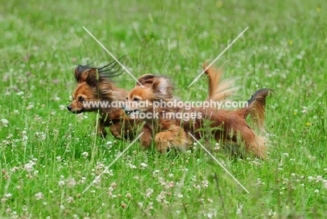 two Russian Toy Terriers running in field together