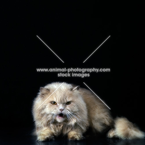 irritated cream long hair cat