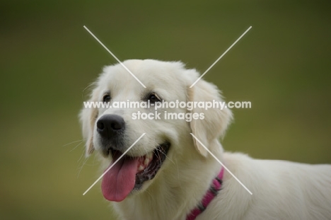 portrait of a young white golden retriever with tongue out