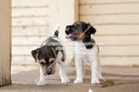 Jack Russell puppies on porch