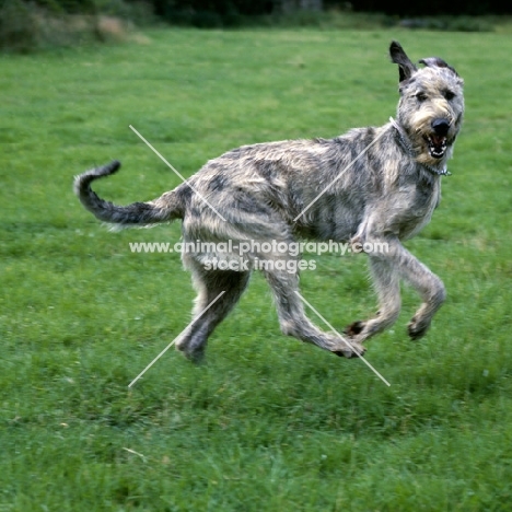 irish wolfhound from brabyns galloping past ears flying