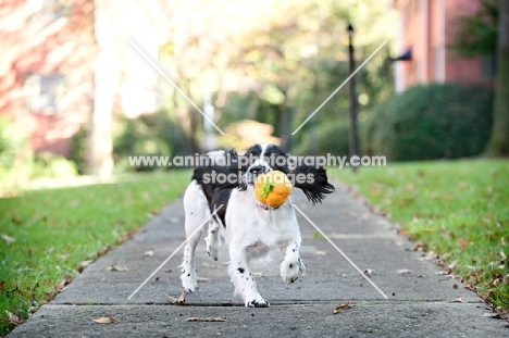 springer spaniel running down sidewalk while shaking toy in mouth