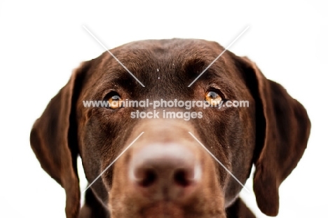 Chocolate Labrador's eyes