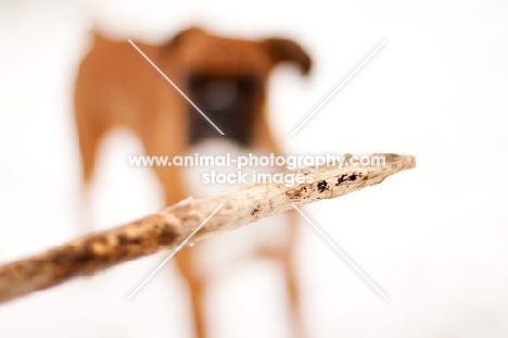 Boxer looking at stick