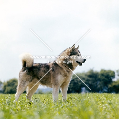 alaskan malamute standing in grass