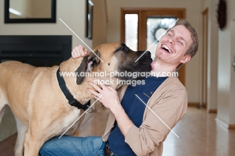 Fawn Mastiff kissing laughing male owner.
