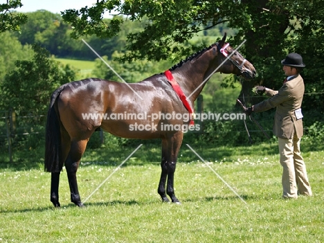 thoroughbred posed