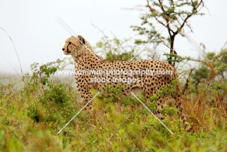 Cheetah in South Africa