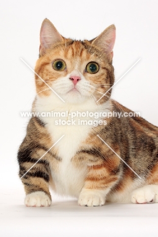 Brown Classic Torbie & White Munchkin, front view