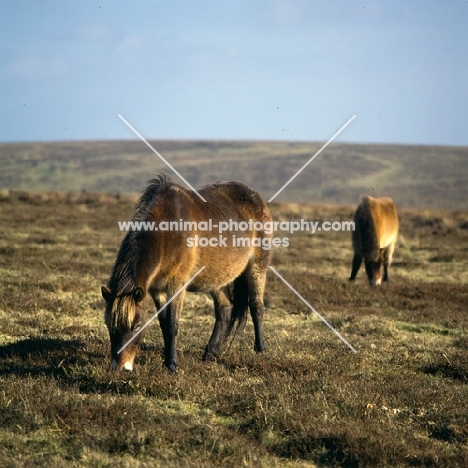 two Exmoor ponies grazing on Exmoor in moody light