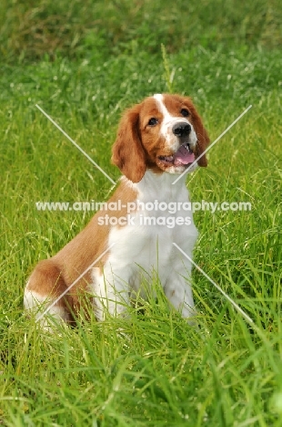 Welsh Springer Spaniel puppy