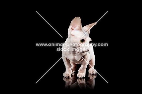 hairless Bambino cat on black background, looking down