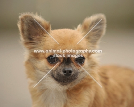 Chihuahua portrait