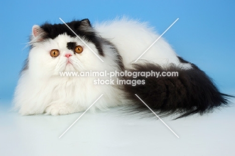 bi-coloured, black and white persian cat, lying down