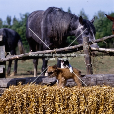 kitten pouncing on undocked griffon puppy with horse behind