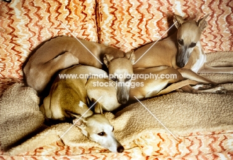 three whippets lounging on a sofa