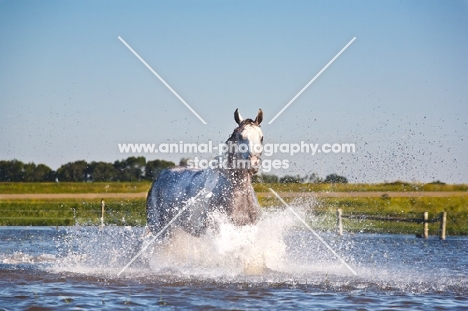 quarter horse, water splashing