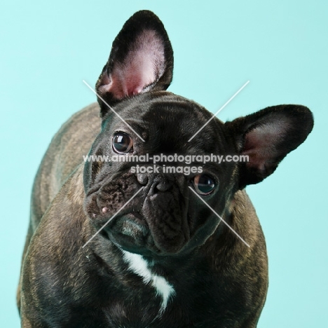 French Bulldog on blue background, portrait