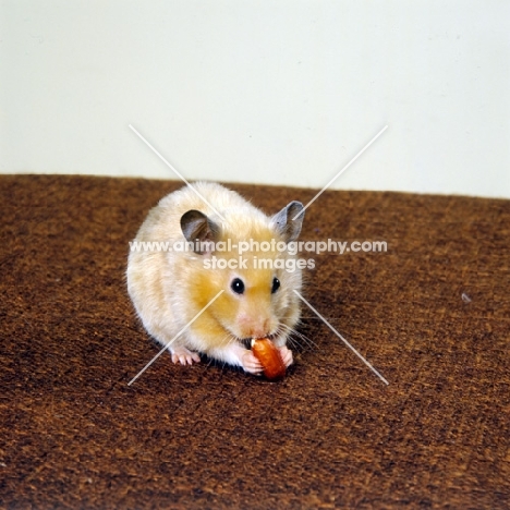 cinnamon satin hamster eating peanut