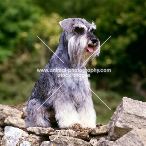 miniature schnauzer sitting on dry stone wall