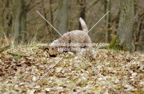 Lagotto romagnolo searching for truffles