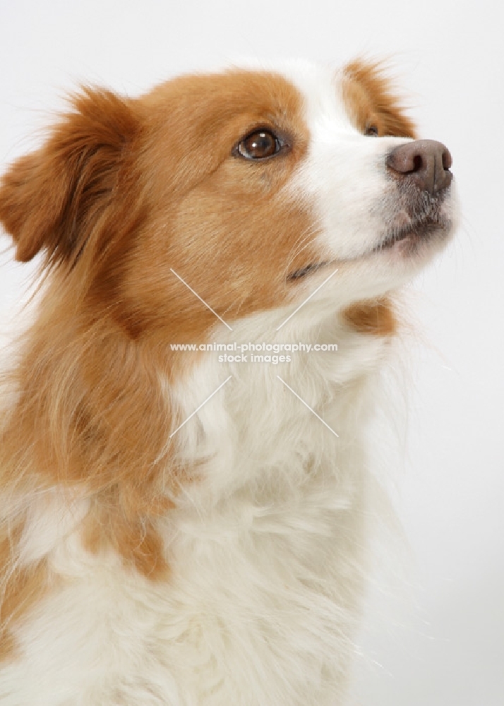 red and white Border Collie