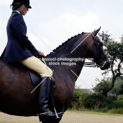 ridden anglo arab showing spurs, general purpose whip and double bridle