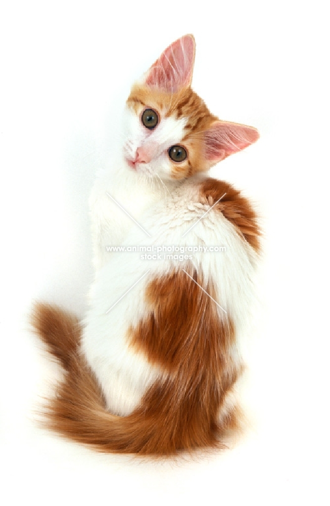 red and white La Perm kitten, sitting on white background