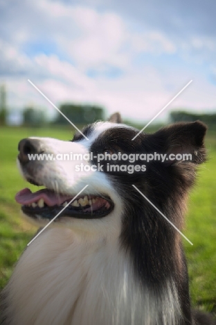 black tricolor australian shepherd