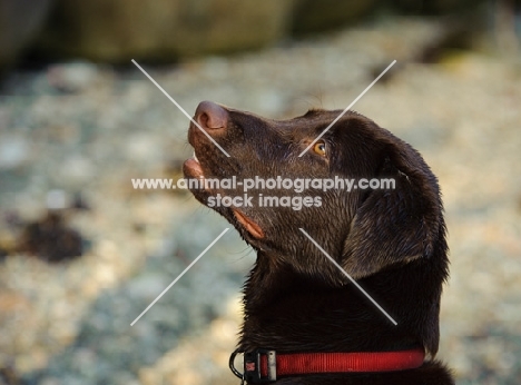 Head shot of Chocolate Lab.