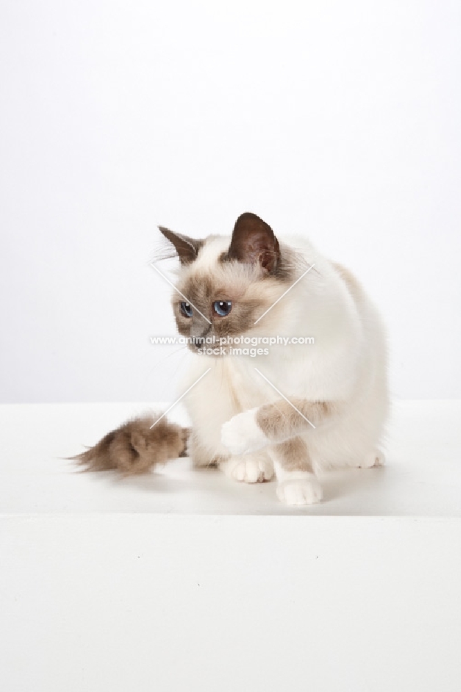 Birman cat, on white background