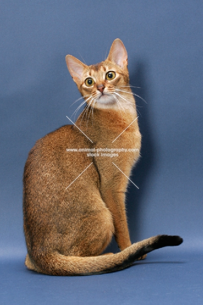 Ruddy Abyssinian on blue background, sitting