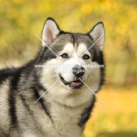 Alaskan Malamute head study