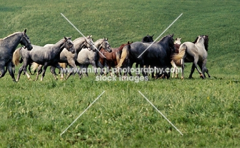 lipizzaner and austrian half bred colts in summer pasture, piber