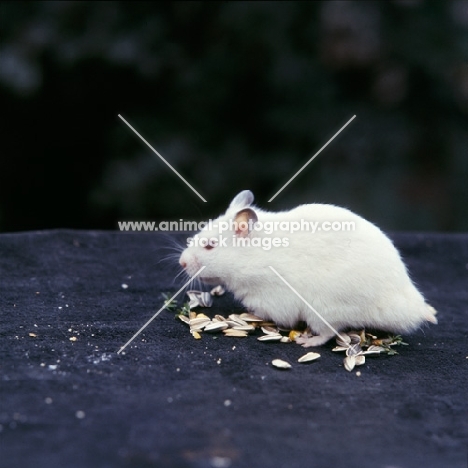 albino hamster with sunflower seeds