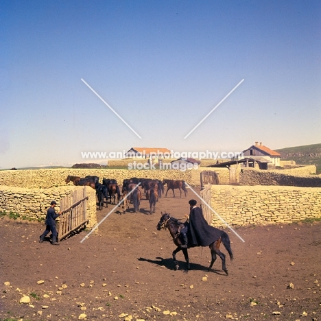 Closing the gate after Cossack rounds up taboon of mares and foals in Caucasus mountains