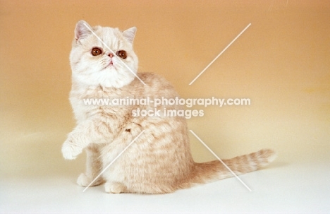 cream tabby Exotic Shorthair, one leg up