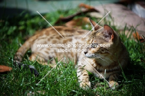 bengal cat resting in the grass