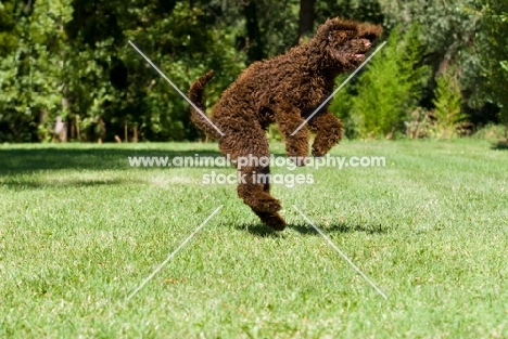 young standard poodle jumping into air