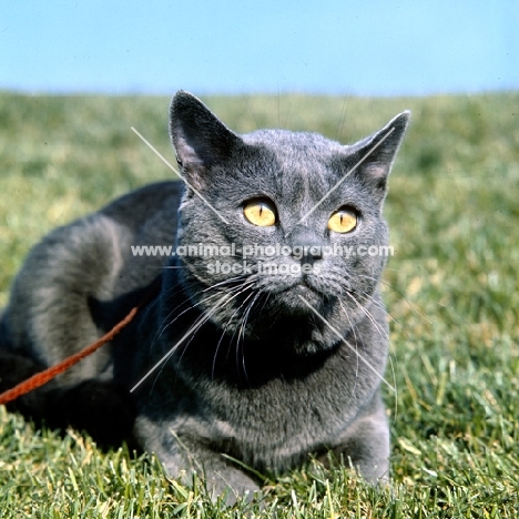 int ch pussy prince, chartreux cat  on grass staring