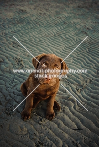 chocolate Labrador puppy sitting on beach