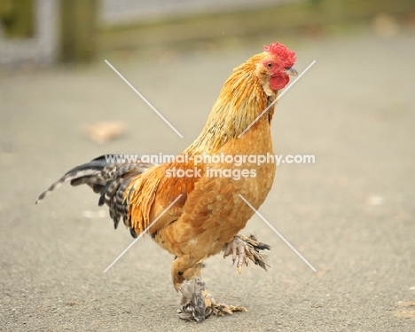 Bantam cockerel