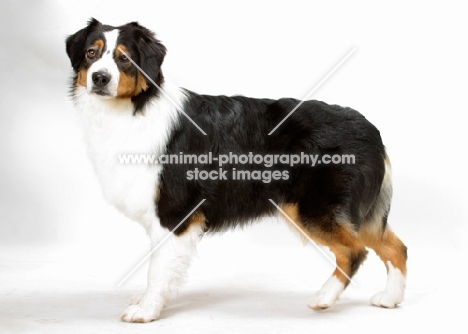 Black Tricolor Australian Champion standing on white background