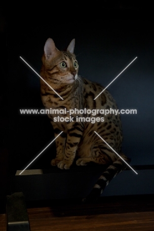 Bengal cat sitting against black background in home