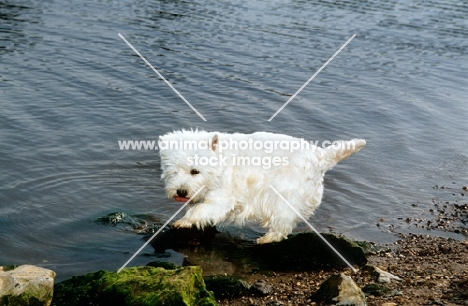 west highland white terrier on rock beside river