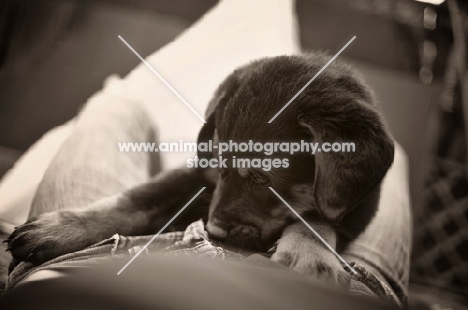 a cute beauceron puppy resting in a woman's lap