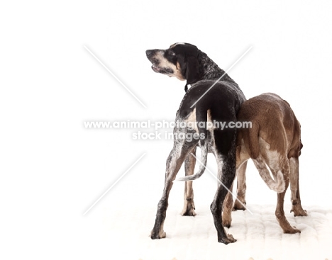 blue tick and red tick coonhounds, back view